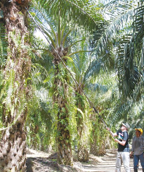 SARAYA разрабатывает продукты для дома и ухода за телом с использованием 100% экологически чистого пальмового масла