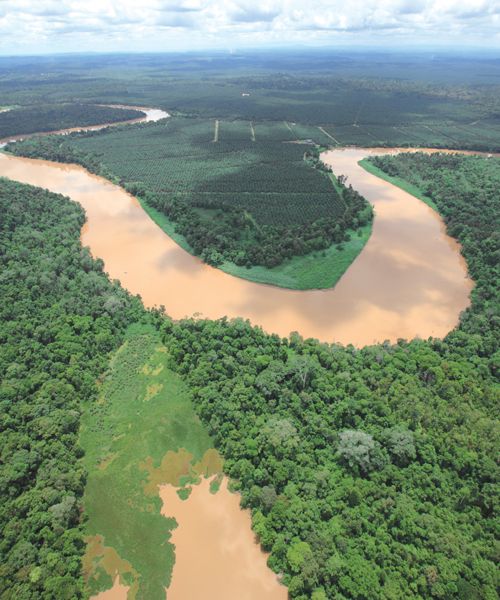 Тропический лес Борнео