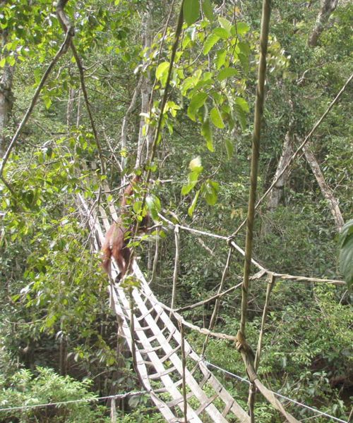 Мост для миграции орангутанов через реку