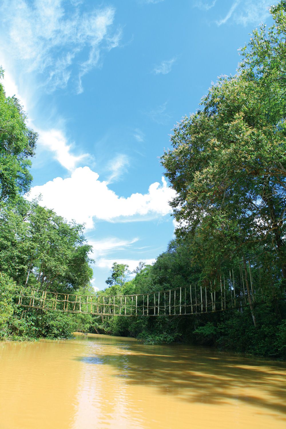 Подвесной мост над рекой для передвижения орангутанов на Борнео